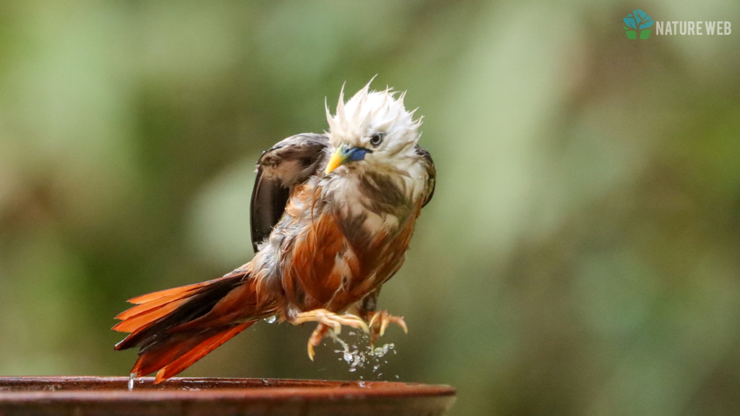 Perching Birds